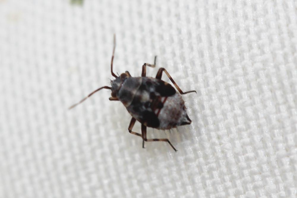  Deraeocoris serenus (Douglas & Scott, 1868)