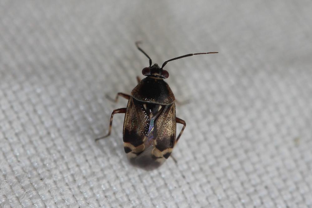 Deraeocoris serenus (Douglas & Scott, 1868)