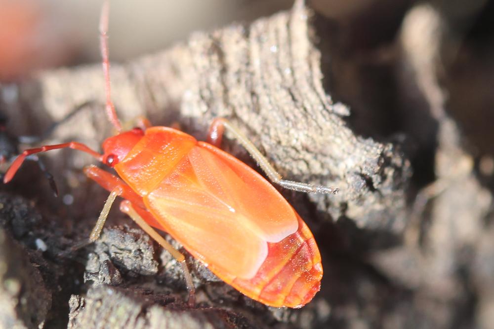 Gendarme, Pyrrhocore, Soldat, Suisse Pyrrhocoris apterus (Linnaeus, 1758)