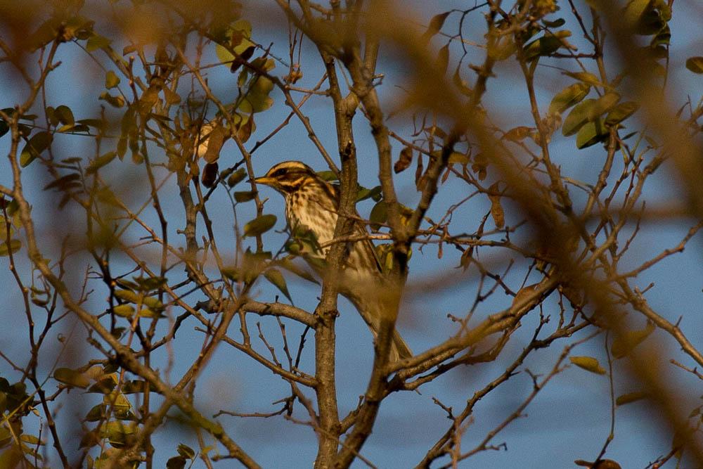 Grive mauvis Turdus iliacus Linnaeus, 1766