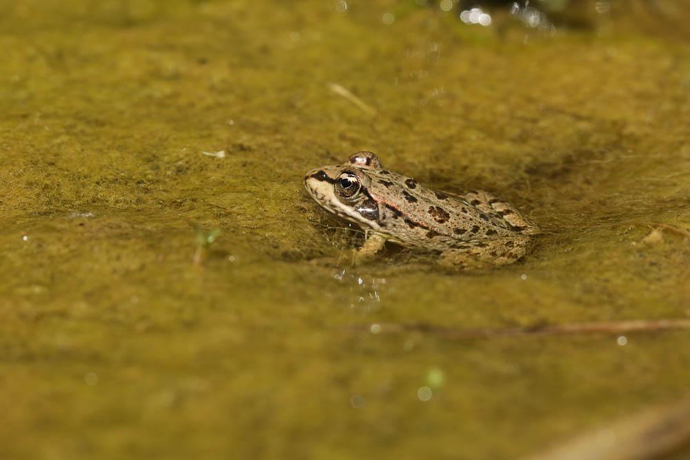 Grenouille de Pérez Pelophylax perezi (Seoane, 1885)