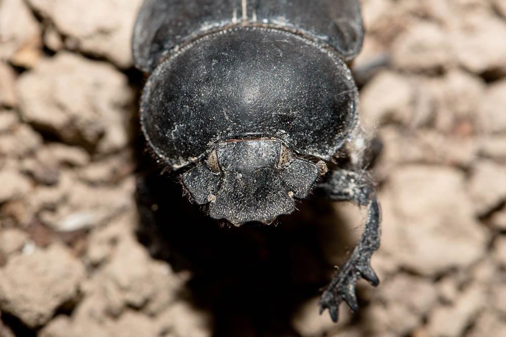 Scarabaeus typhon (Fischer, 1823)