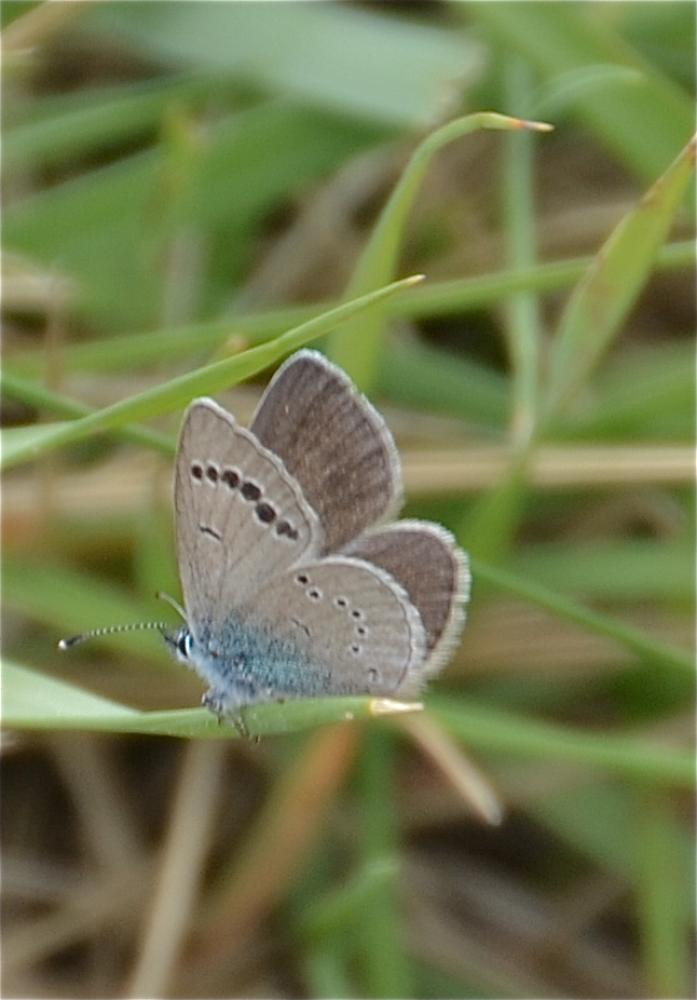 Le Azuré des Cytises (L') Glaucopsyche alexis (Poda, 1761)