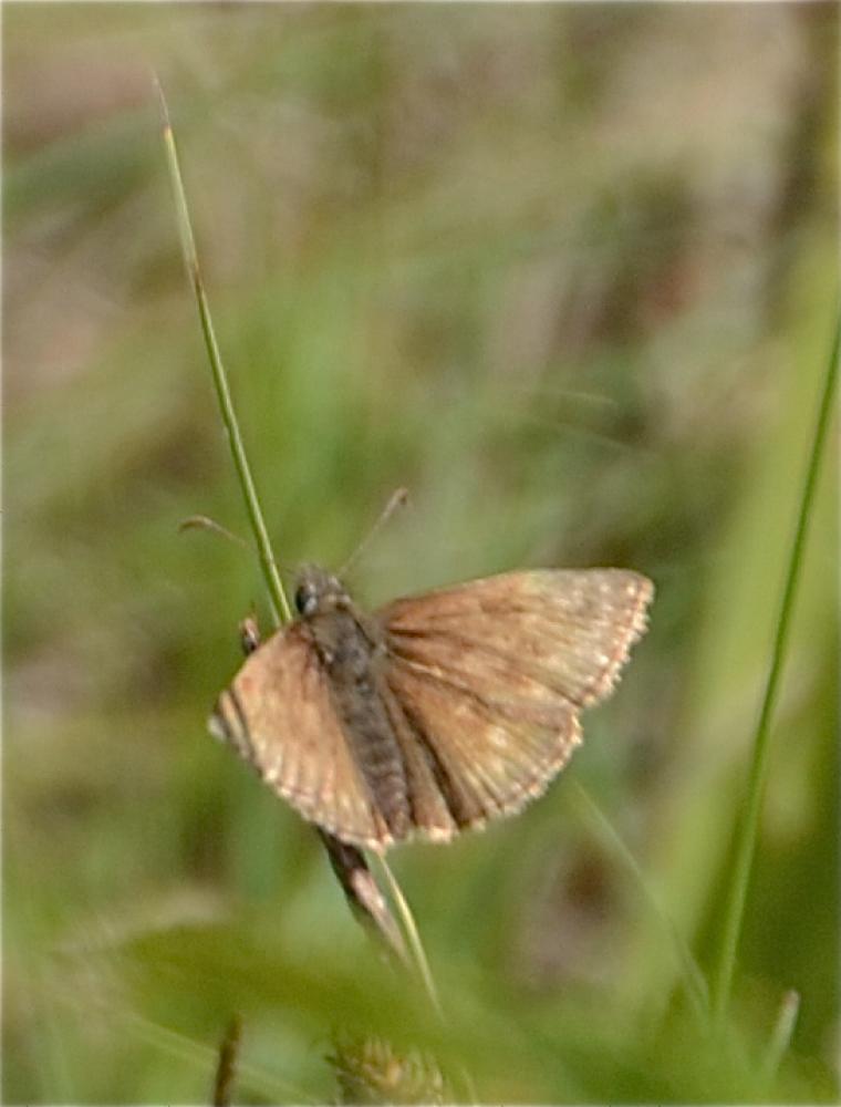 Point de Hongrie (Le), Grisette (La) Erynnis tages (Linnaeus, 1758)