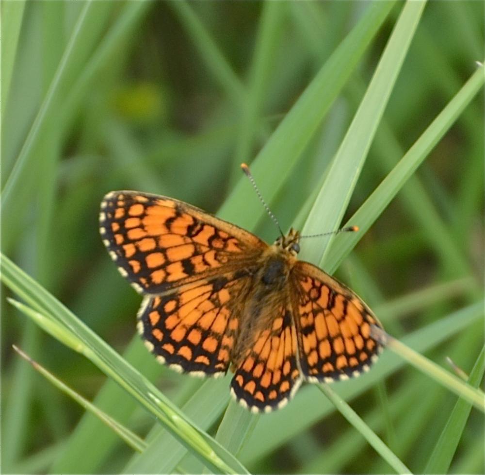 Mélitée du Mélampyre (La), Damier Athalie (Le) Melitaea athalia (Rottemburg, 1775)