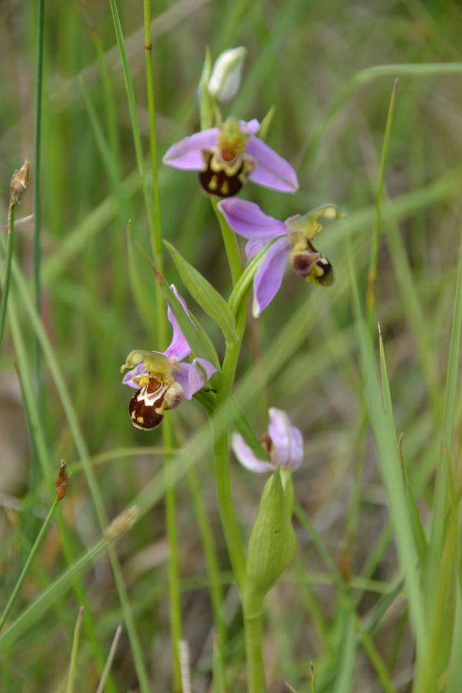 Ophrys abeille Ophrys apifera Huds., 1762