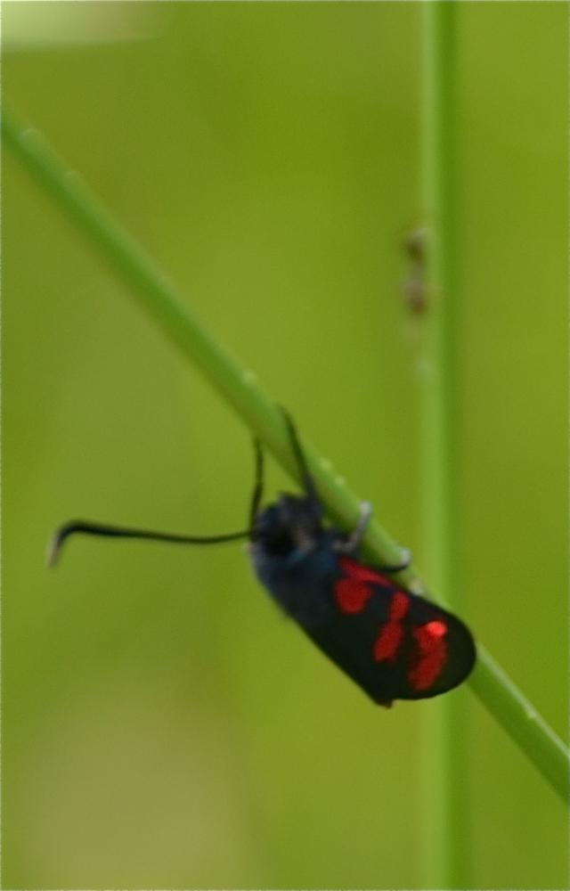Zygène du Pied-de-Poule (La), Zygène des Lotiers ( Zygaena filipendulae (Linnaeus, 1758)