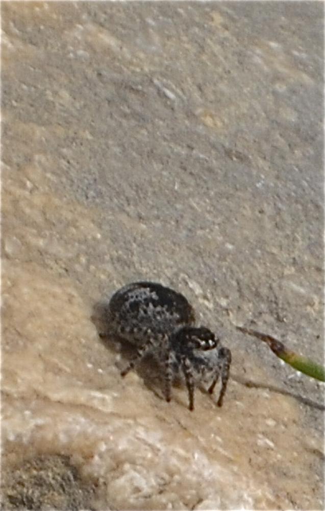 Saltique sanguinolent Philaeus chrysops (Poda, 1761)