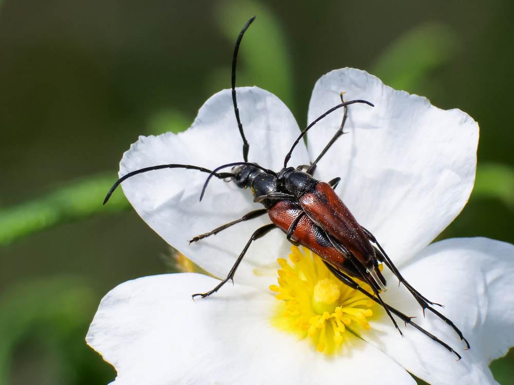 Stenurella bifasciata (Müller, 1776)