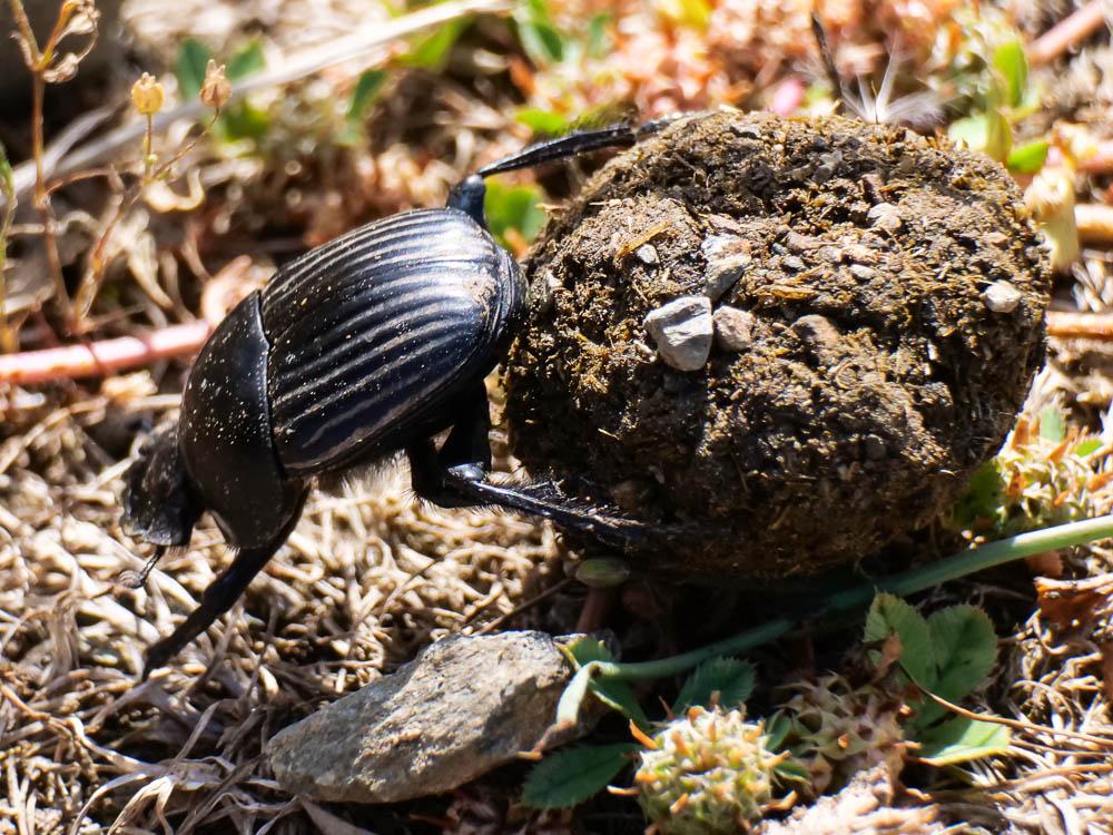  Scarabaeus laticollis Linnaeus, 1767
