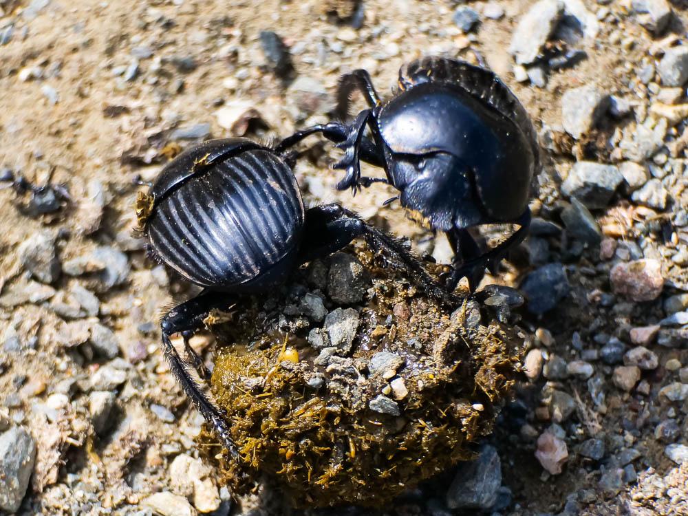 Scarabaeus laticollis Linnaeus, 1767