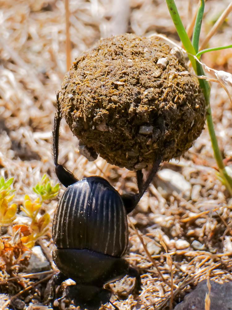 Scarabaeus laticollis Linnaeus, 1767