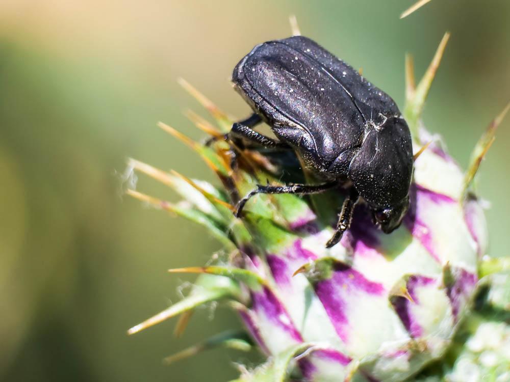 Cétoine noire (la) Netocia morio (Fabricius, 1781)