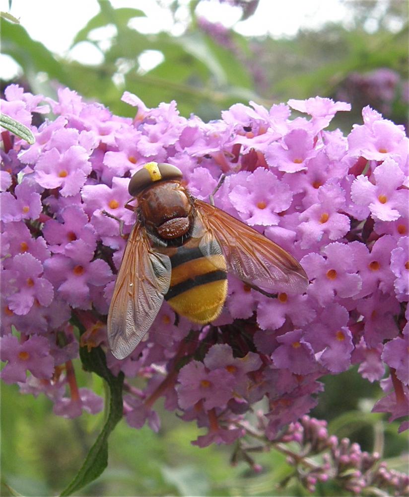 Volucelle zonée Volucella zonaria (Poda, 1761)
