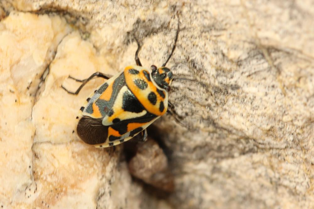Eurydema ornata (Linnaeus, 1758)