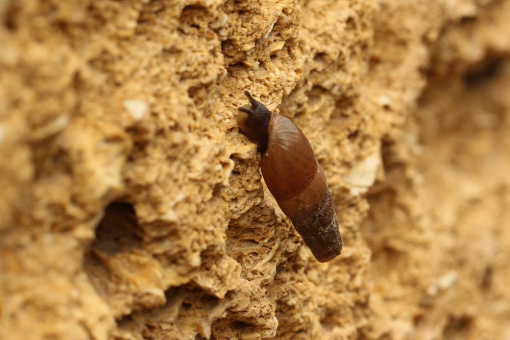Bulime tronqué Rumina decollata (Linnaeus, 1758)