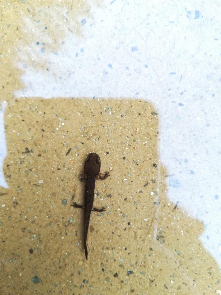 Salamandre tachetée Salamandra salamandra (Linnaeus, 1758)