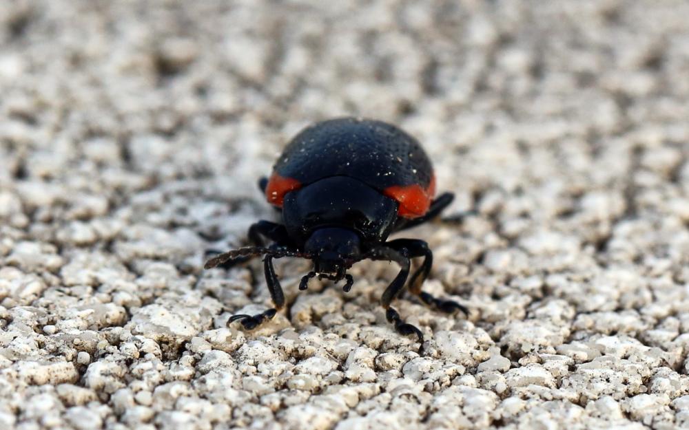 Chrysomèle noire à bordure rouge Chrysolina sanguinolenta (Linnaeus, 1758)