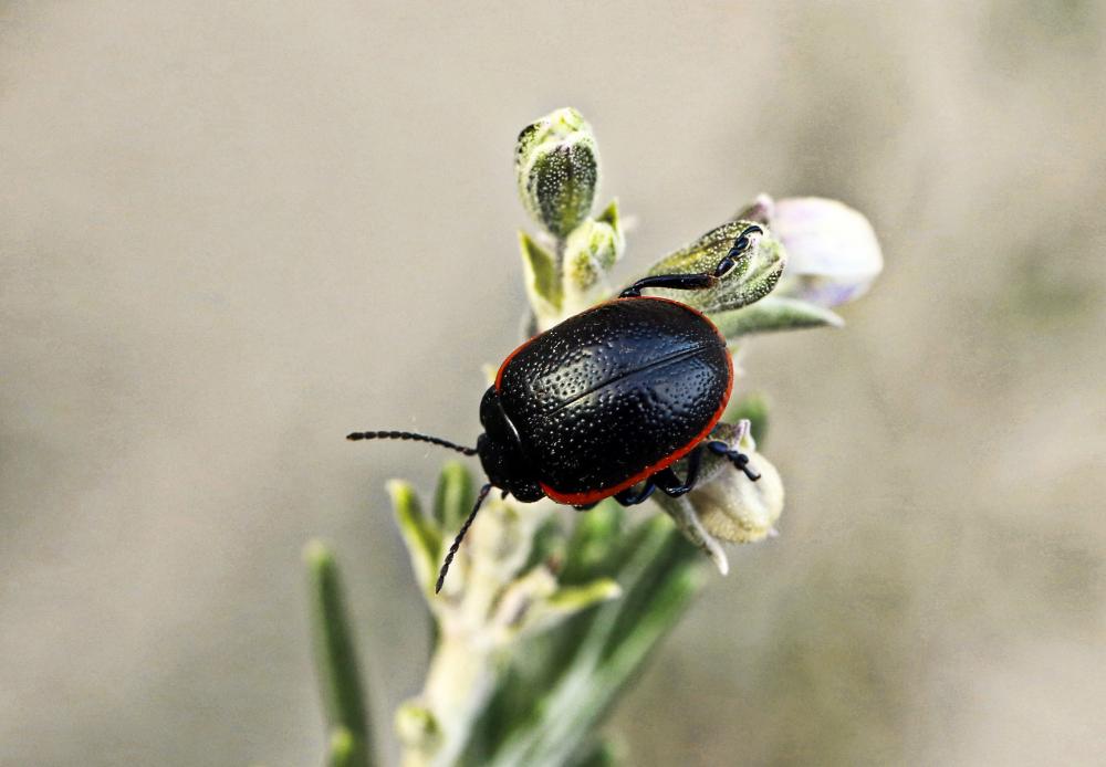 Chrysomèle noire à bordure rouge Chrysolina sanguinolenta (Linnaeus, 1758)