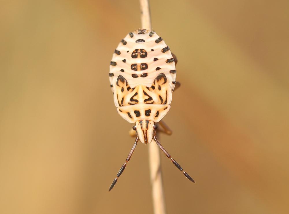 Codophila varia (Fabricius, 1787)