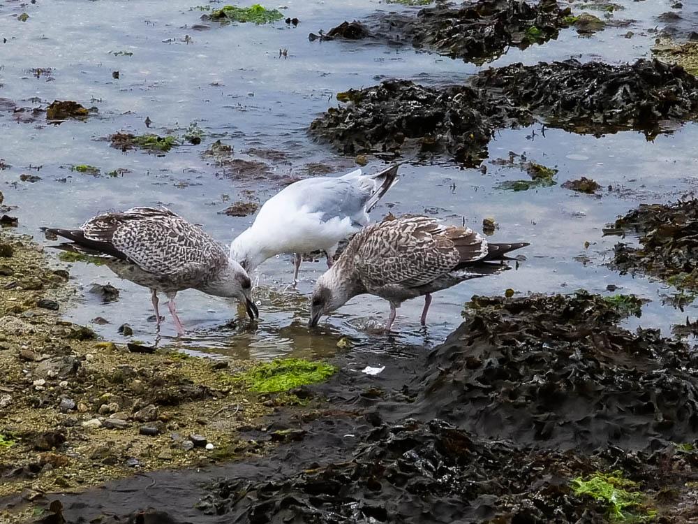 Goéland argenté Larus argentatus Pontoppidan, 1763