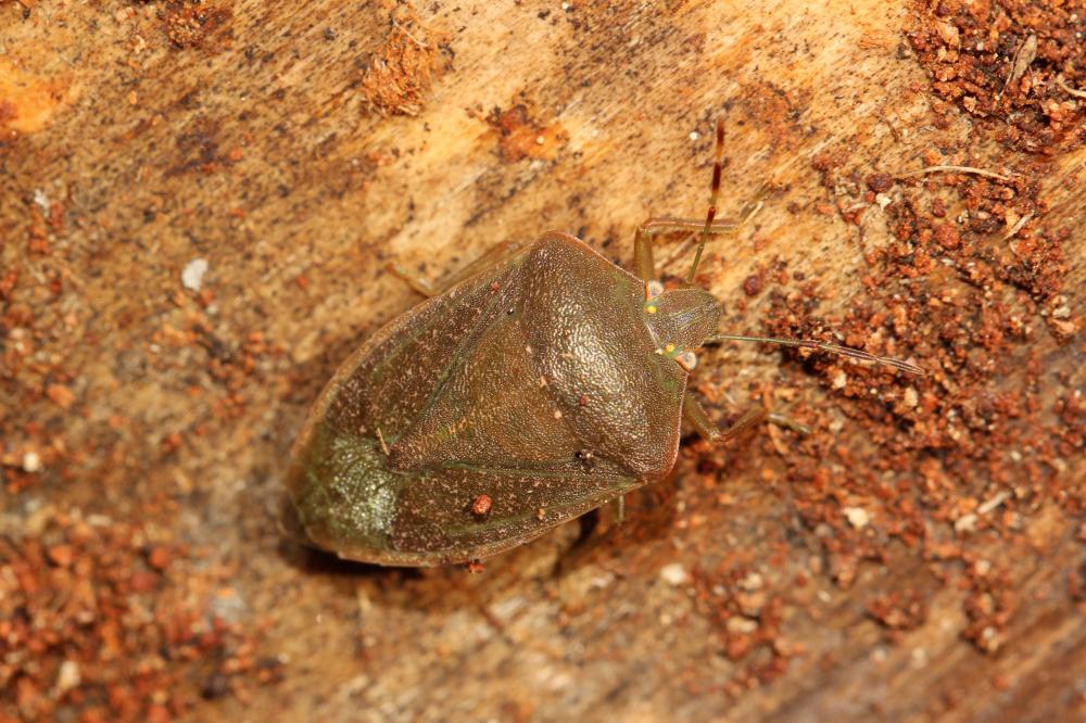 Punaise verte ponctuée Nezara viridula (Linnaeus, 1758)
