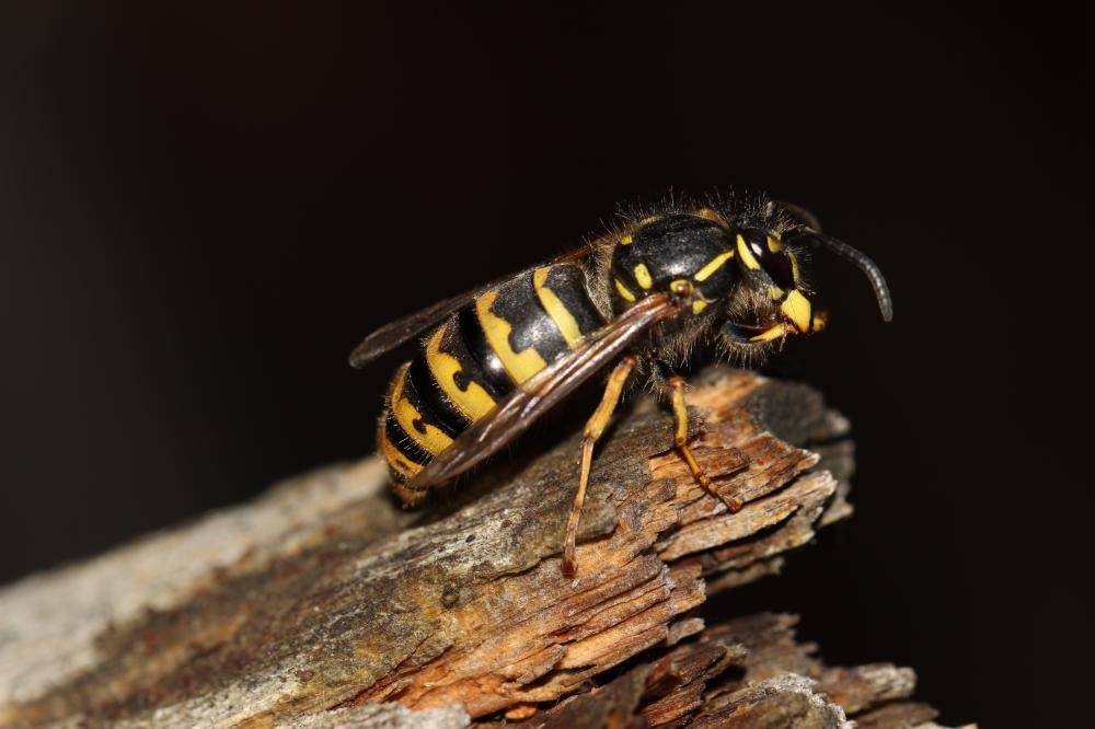 Guêpe commune Vespula vulgaris (Linnaeus, 1758)