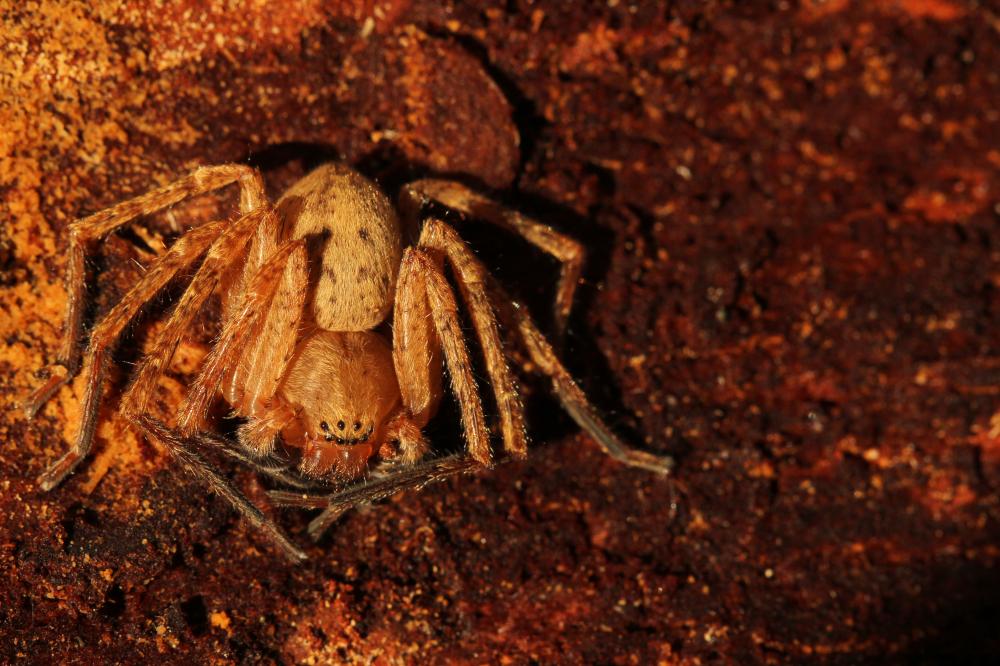 Olios argelasius (Walckenaer, 1806)