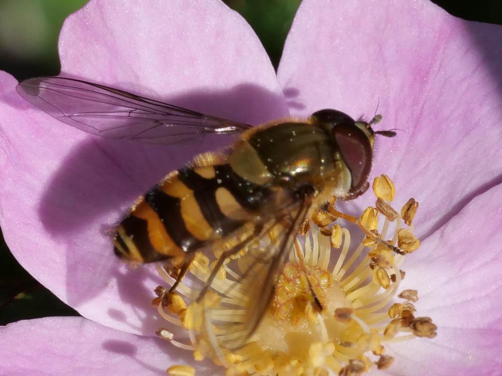Syrphe du groseillier Syrphus ribesii (Linnaeus, 1758)