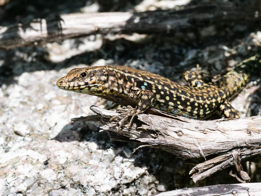 Lézard tyrrhénien Podarcis tiliguerta (Gmelin, 1789)