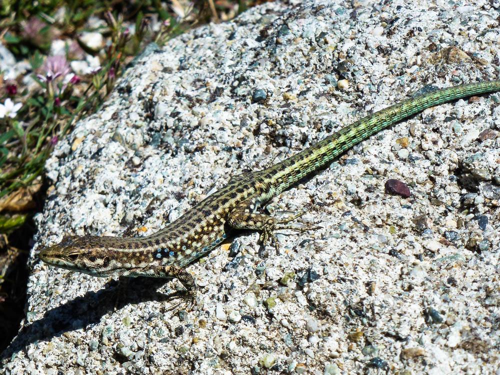 Lézard tyrrhénien Podarcis tiliguerta (Gmelin, 1789)