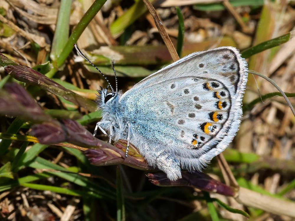 Azuré de l'Ajonc (L'), Argus bleu-violet (L'), Arg Plebejus argus (Linnaeus, 1758)