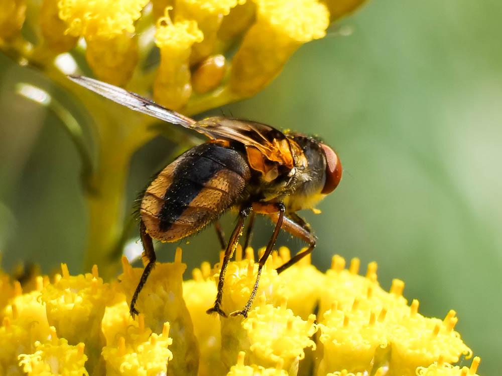 Ectophasia crassipennis (Fabricius, 1794)