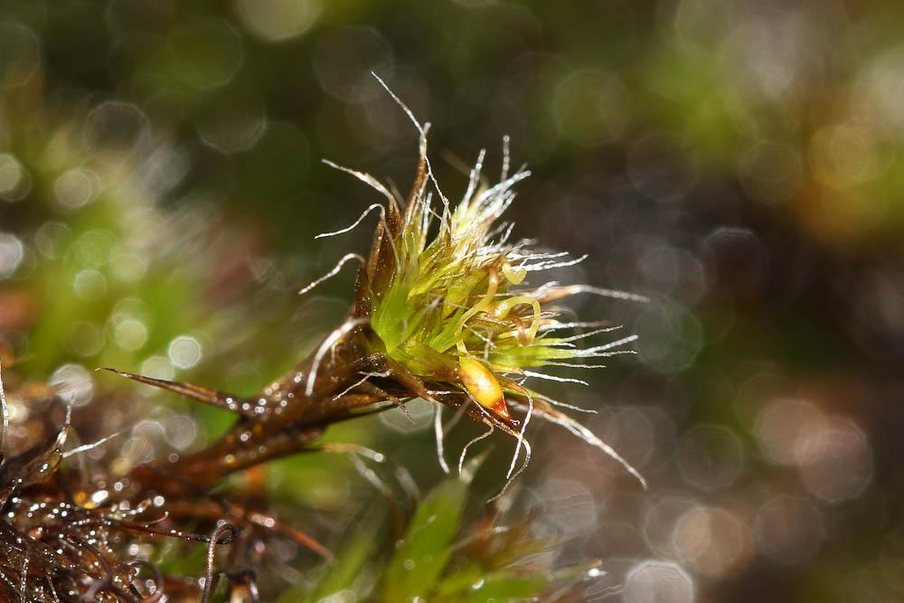 Campylopus introflexus (Hedw.) Brid., 1819