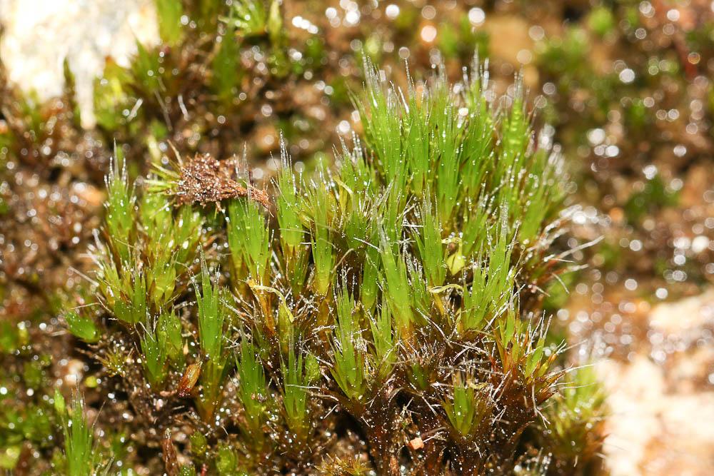 Campylopus introflexus (Hedw.) Brid., 1819