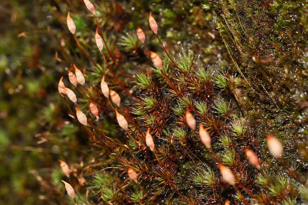 Polytrichum piliferum Hedw., 1801
