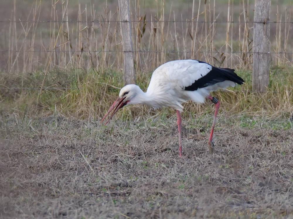 Cigogne blanche Ciconia ciconia (Linnaeus, 1758)