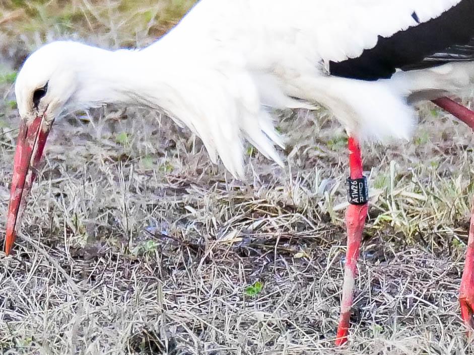 Cigogne blanche Ciconia ciconia (Linnaeus, 1758)