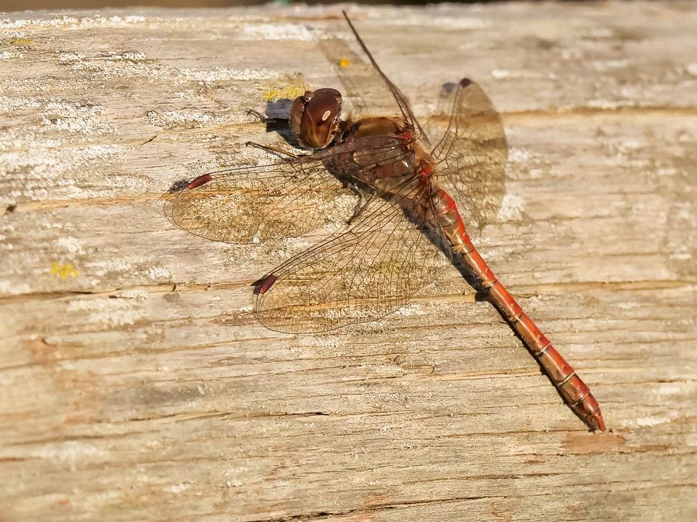 Sympétrum fascié (Le) Sympetrum striolatum (Charpentier, 1840)