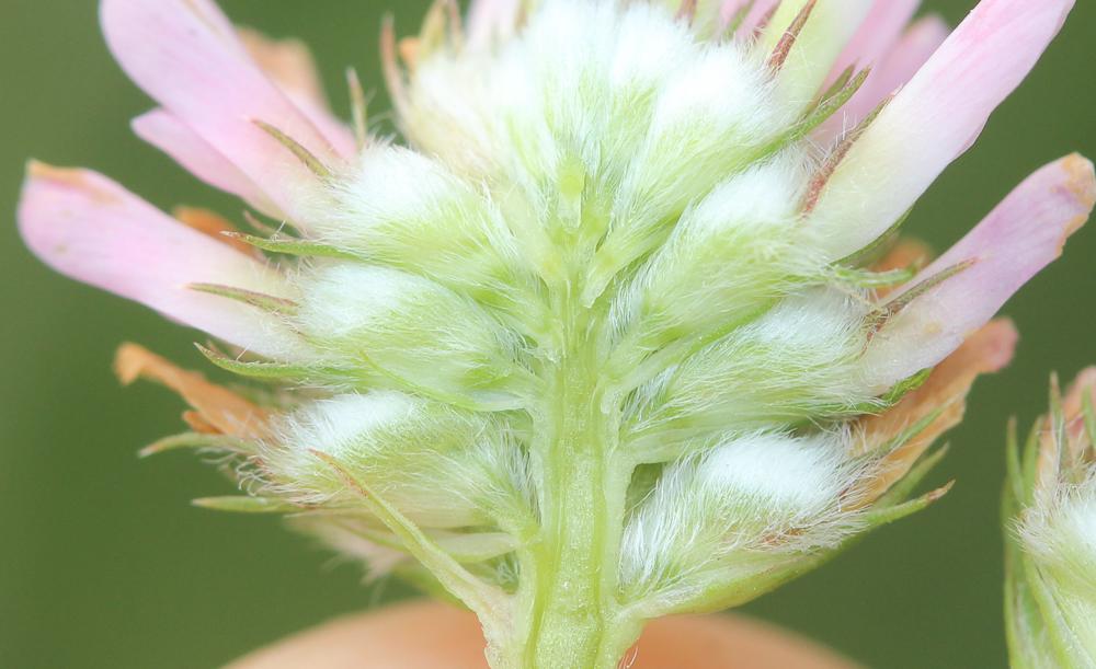 Trèfle Porte-fraises Trifolium fragiferum L., 1753