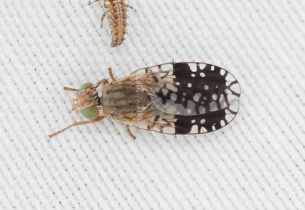 Tephritis pulchra (Loew, 1844)