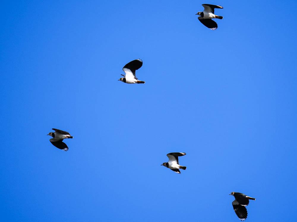 Vanneau huppé Vanellus vanellus (Linnaeus, 1758)