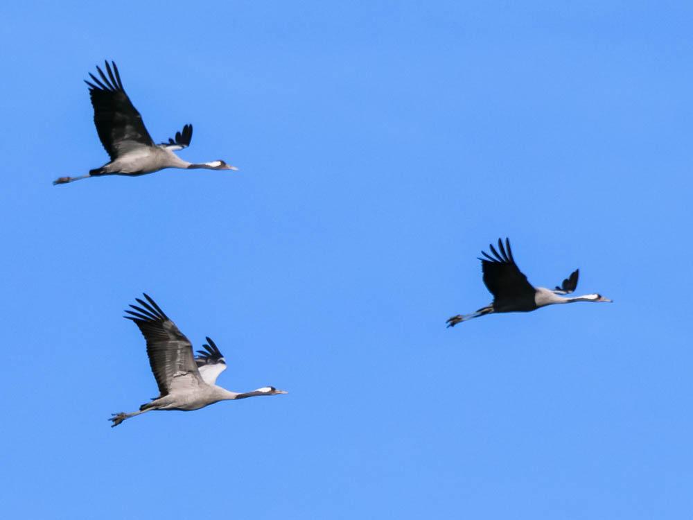 Grue cendrée Grus grus (Linnaeus, 1758)