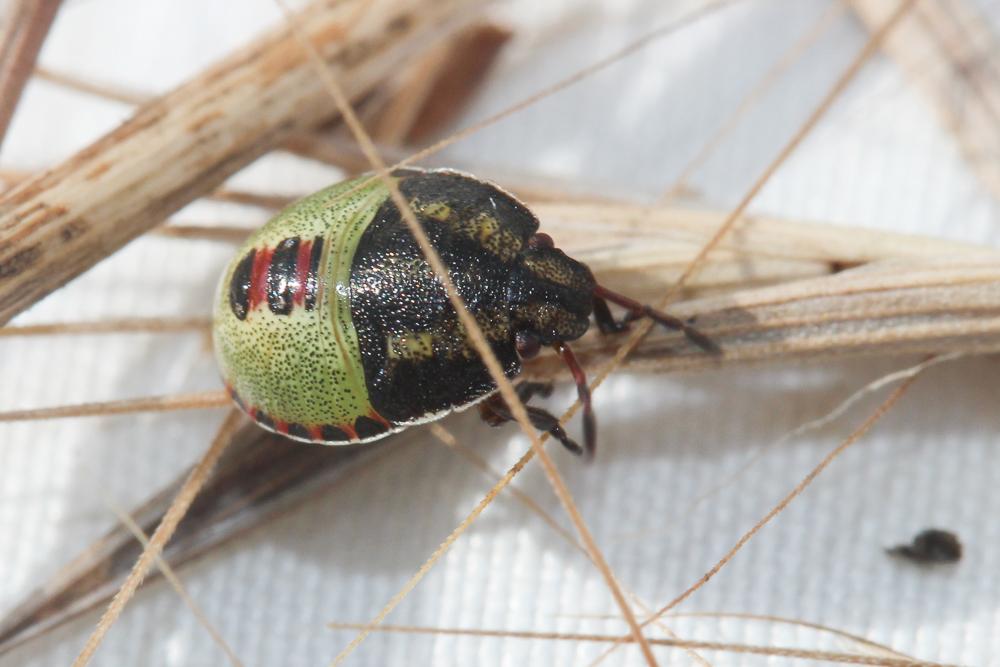 Piezodorus lituratus (Fabricius, 1794)