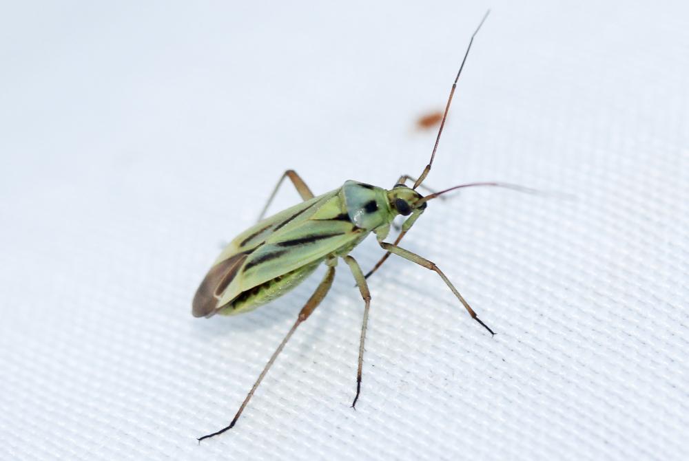  Stenotus binotatus (Fabricius, 1794)