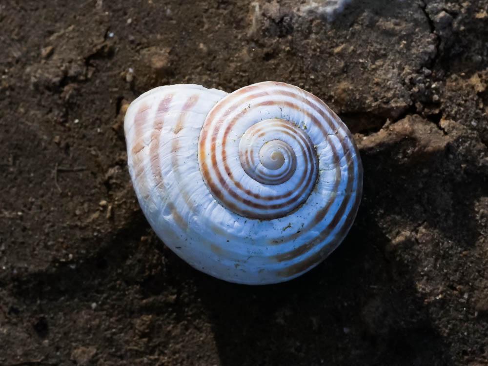 Hélice splendide Pseudotachea splendida (Draparnaud, 1801)