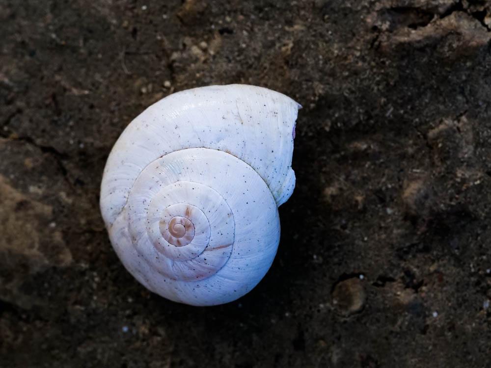 Caragouille rosée Theba pisana (O.F. Müller, 1774)