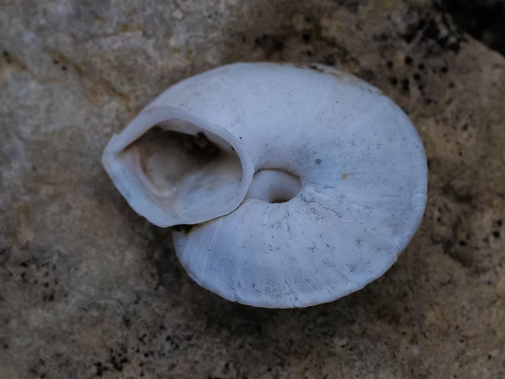 Soucoupe commune Helicigona lapicida (Linnaeus, 1758)