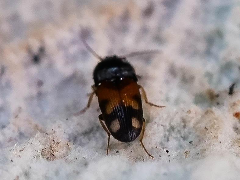 Taupin noir à taches rouges Drasterius bimaculatus (Rossi, 1790)
