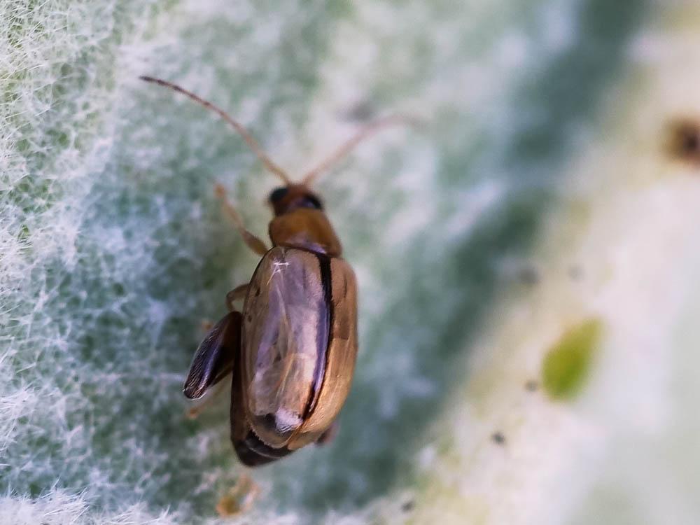  Longitarsus Latreille, 1829